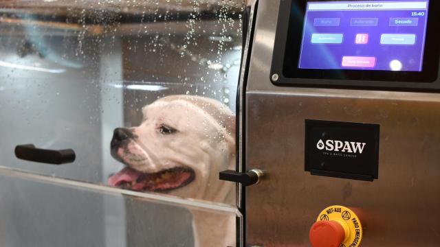 Ozonoterapia y accesorios tecnológicos para animales: así es la revolucionaria tienda inmersiva de Miscota