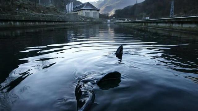 Esturiones en las instalaciones de Caviar Nacarii.
