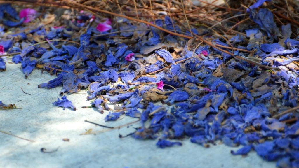 Flores de jacaranda en imagen de archivo.