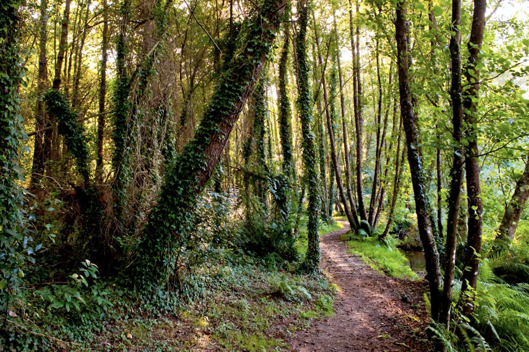 Ruta do Rego das Xesteiras. Foto: Turismo Culleredo