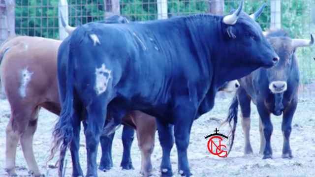 Utreros de Raúl Nieto