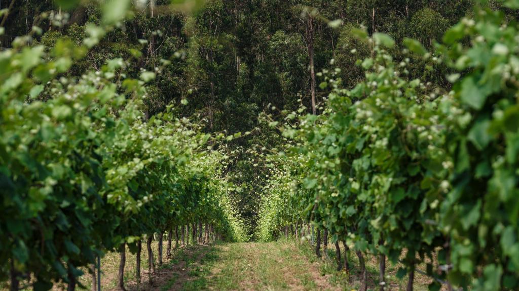 Vistas desde Finca Lobeira