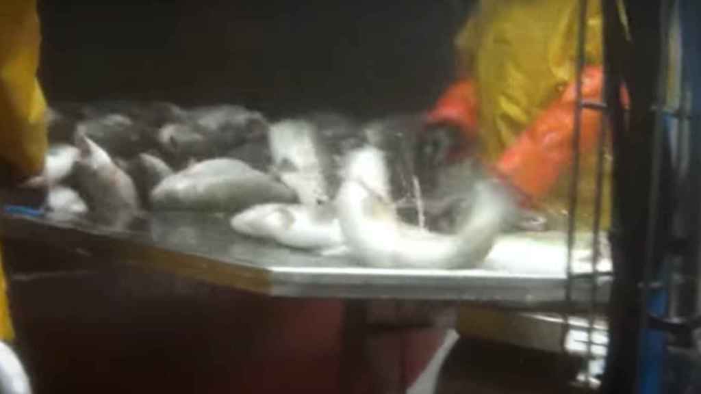 Algunos de los peces de la piscifactoría, todavía con vida antes de ser preparados para su consumo.