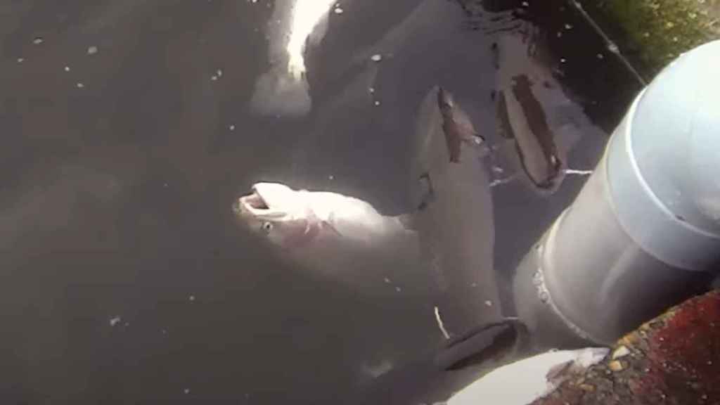 Un pez sin vida en la piscifactoría de Guadalajara.