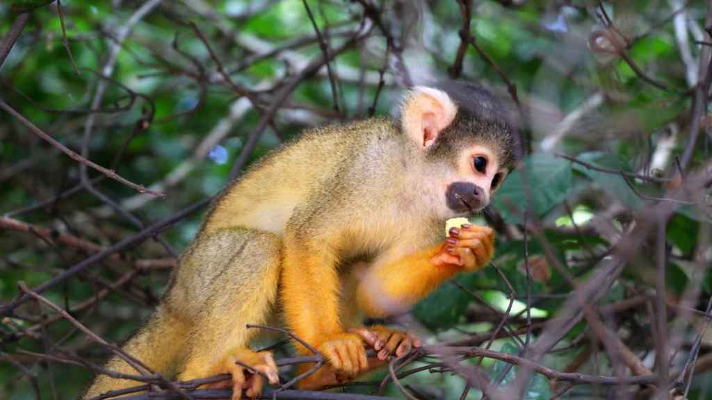 La región enfrenta desafíos significativos, como la deforestación y la pérdida de biodiversidad