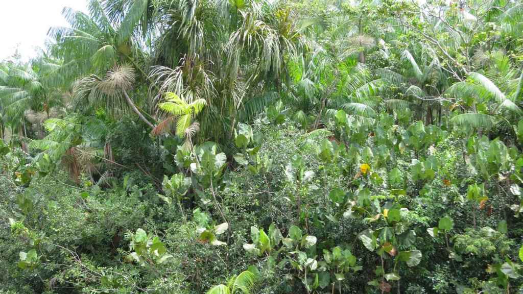 El turismo en el Amazonas brinda la oportunidad de aprender sobre las culturas indígenas que han habitado estos parajes durante milenios