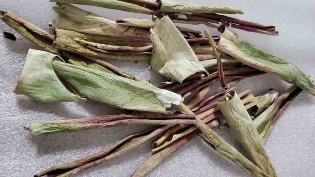 Cáscara de aloe vera deshidratada.