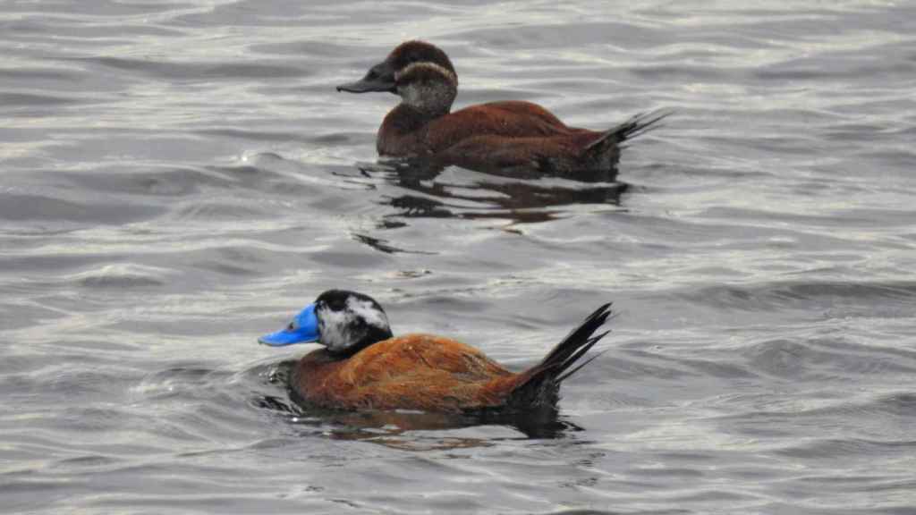 La malvasía cabeciblanca, un peculiar pato buceador muy escaso en España, en una de las instalaciones de Agbar.