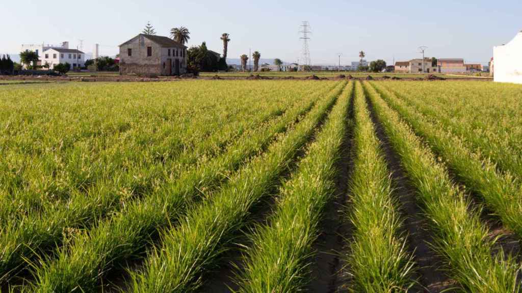 La huerta de Meliana (Valencia). Turisme GVA