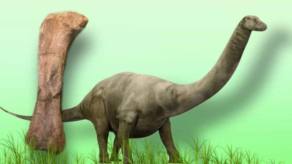 Un saurópodo y la réplica del fémur del MUPE.