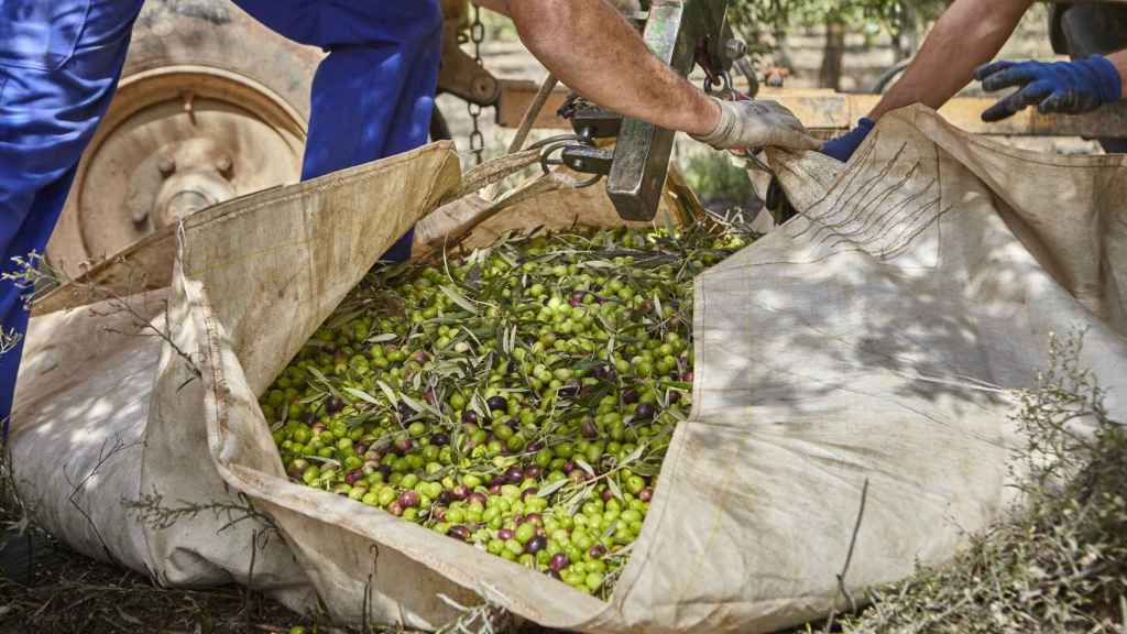Recogida de la aceituna en Finca Hualdo.