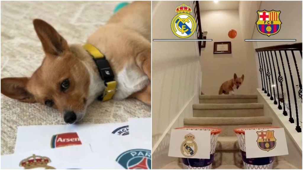 Steph Furry, el perro pronosticador, predice qué equipos pasarán las semifinales