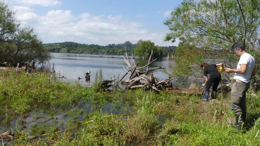 Crassula helmsii en el embalse de Cecebre