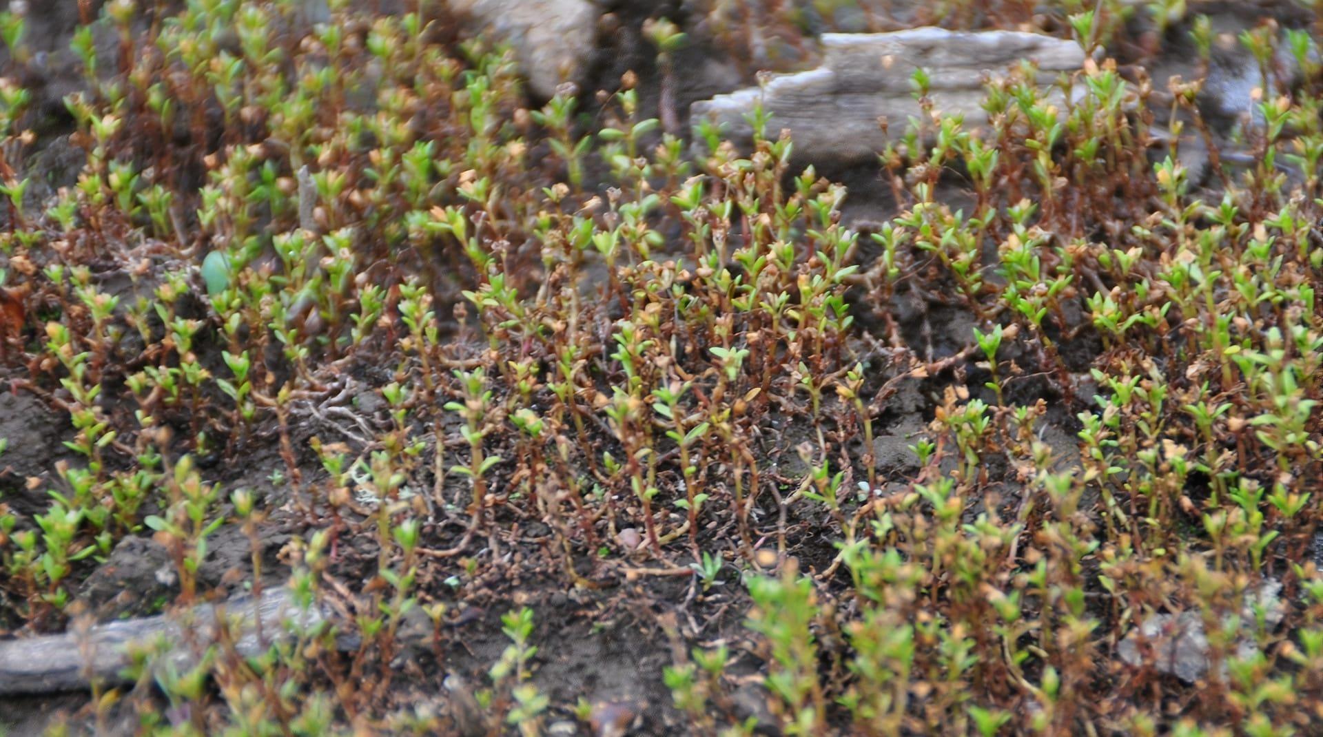 Crassula helmsii en el embalse de Cecebre