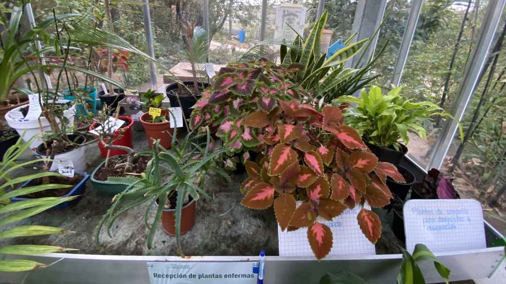 Zona de la guardería en el hospital de plantas.