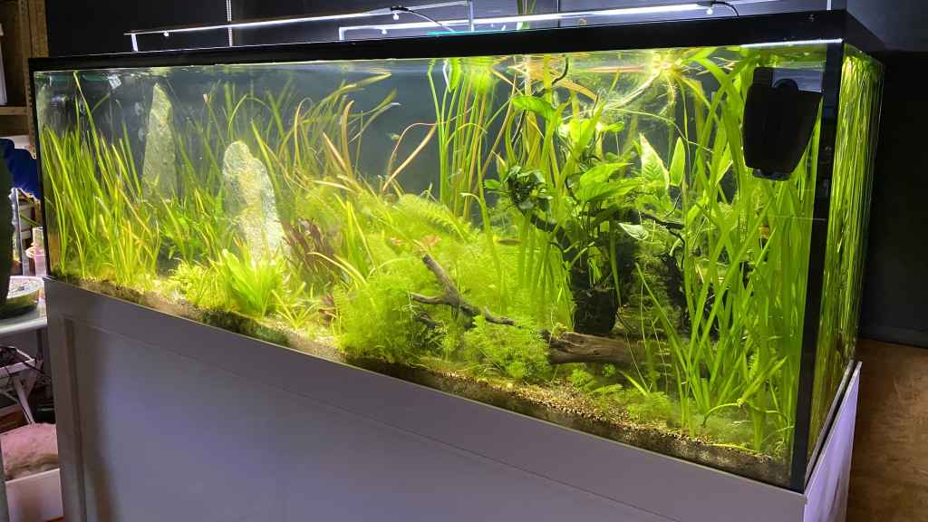 En el hospital también se puede encontrar plantas acuáticas.