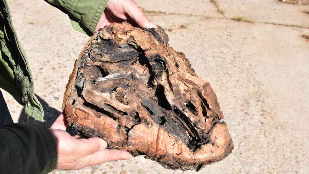 La acción del cerambyx