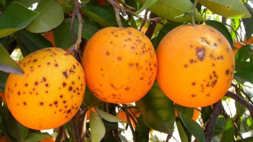 Naranjas con mancha negra. Efe