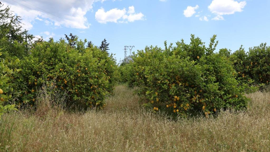 Cultivos del Valle del Guadalhorce.