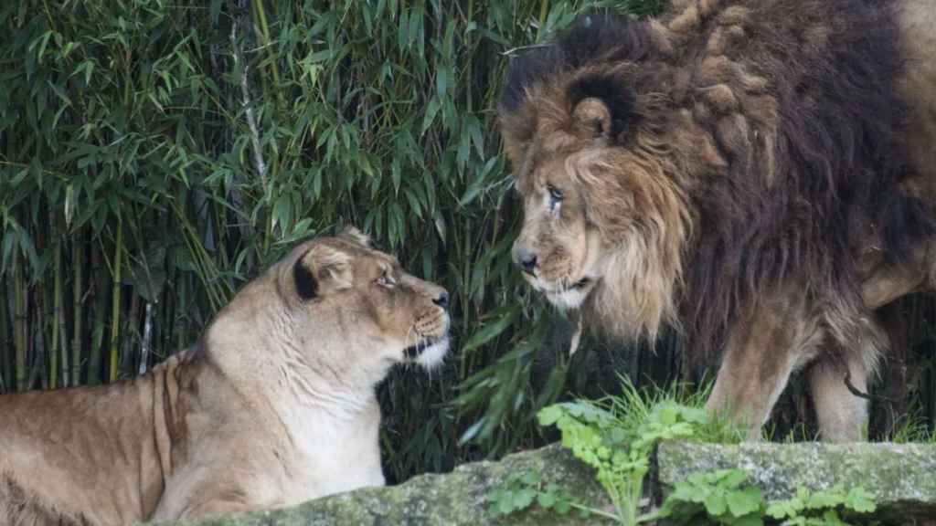 Leones de Vigo Nature.