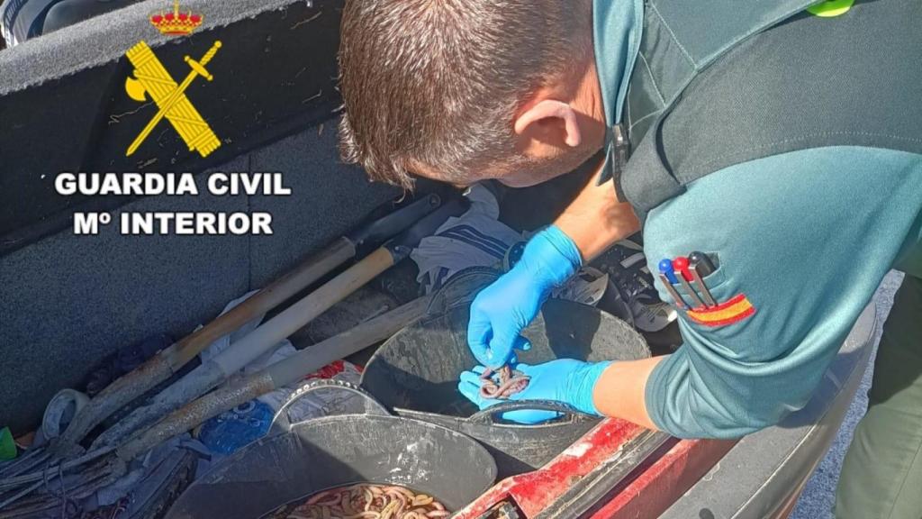 Incautadas y liberadas en Ponteceso (A Coruña) 548 lombrices de mar