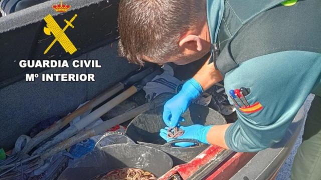 Incautadas y liberadas en Ponteceso (A Coruña) 548 lombrices de mar