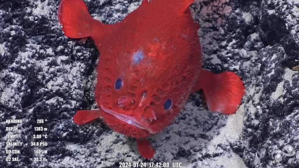 Detalle del sapo marino hallado en la expedición.