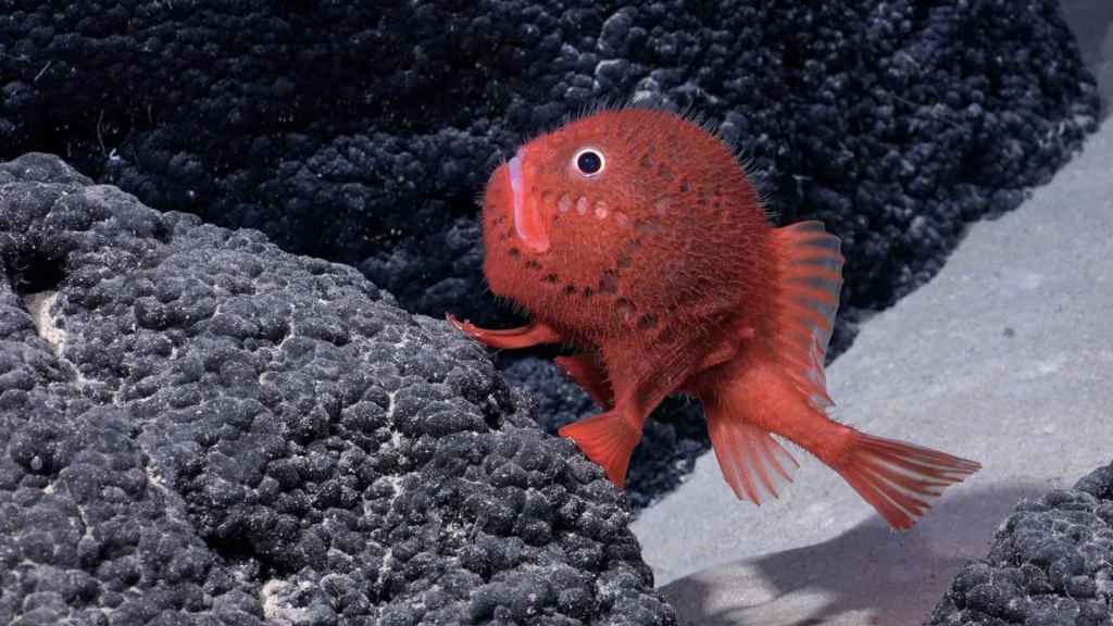 Una de las 100 especies descubiertas este año en Chile.