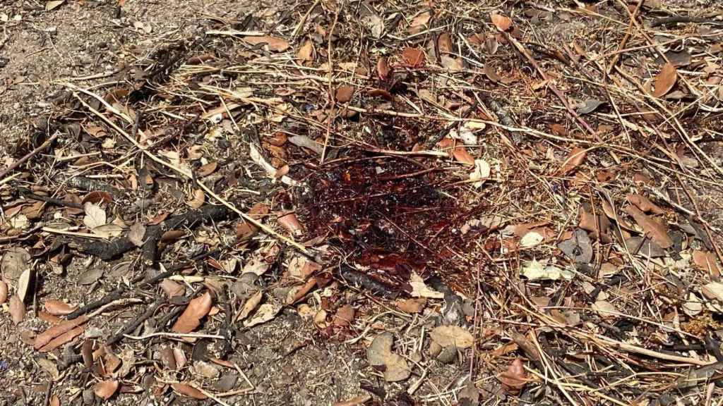 Restos de sangre de Borja Villacís en la M-612.