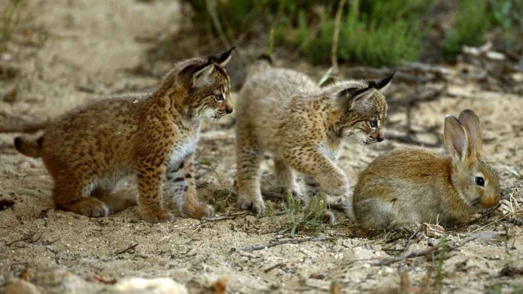 Cachorros de lince ibérico a la caza de un conejo para alimentarse.