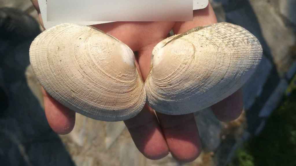 Almejas interceptadas por la Policía Local de Vigo