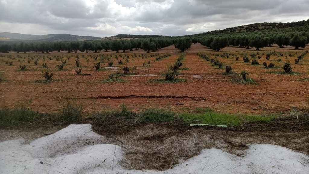 Imagen de una parcela de vid afectada.