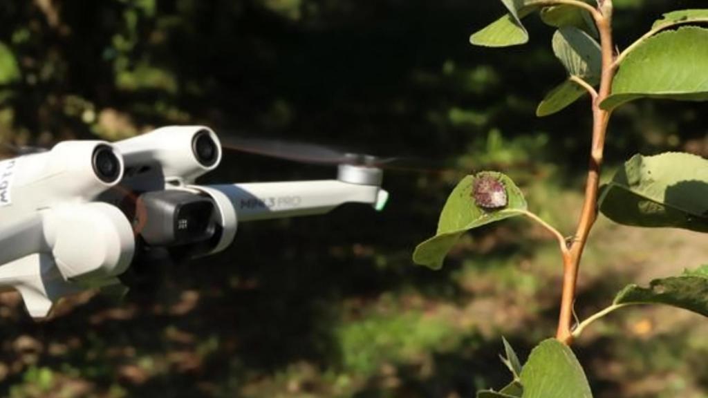 Un dron de DJI detectando una plaga de h. halys