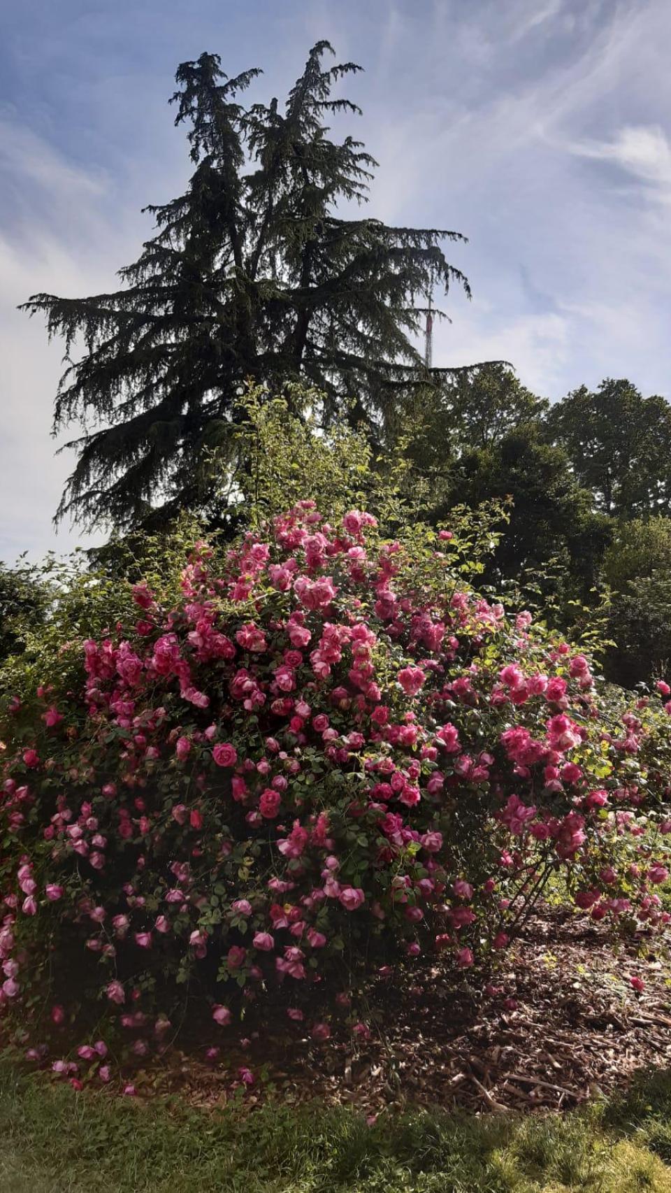 Flores del Parque Quinta de la Fuente del Berro.