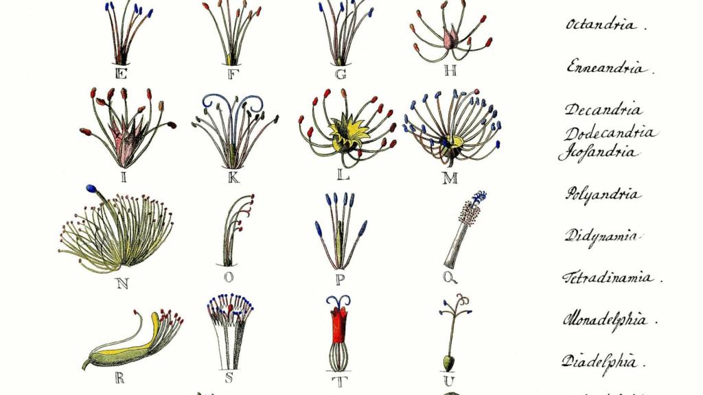 Página  de catalogación de flora