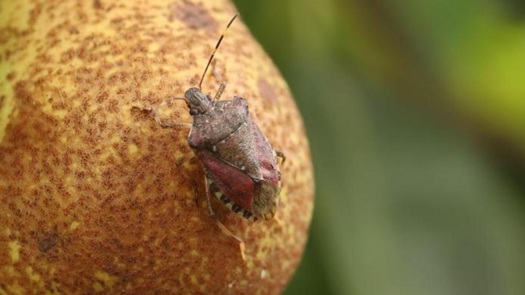 Un ejemplar de H. halys en una pera