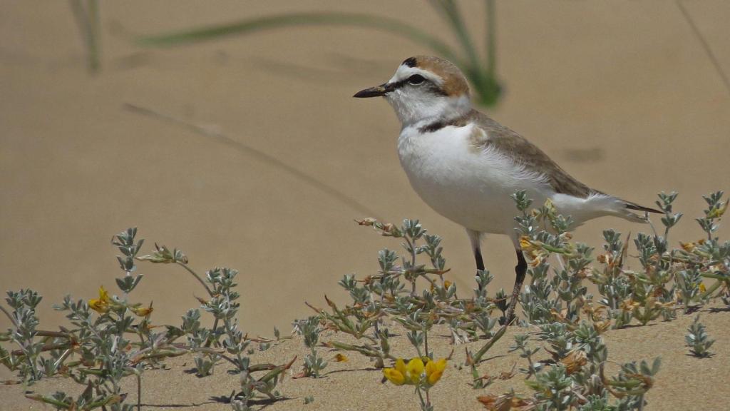 Chorlitejo patinegro.