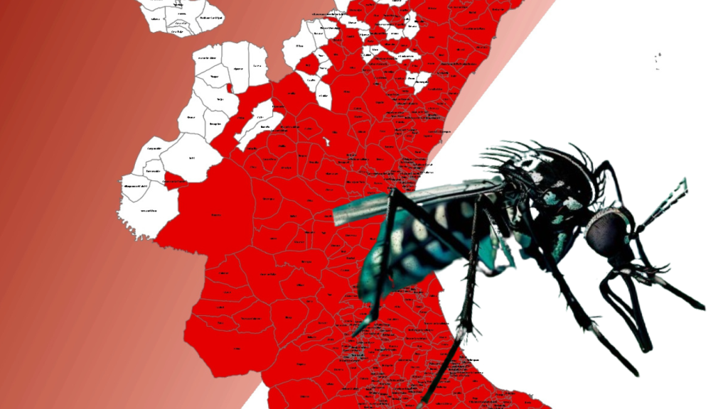 El mosquito tigre amenaza en Valencia: el insecto se ha detectado ya en 245 pueblos de la provincia