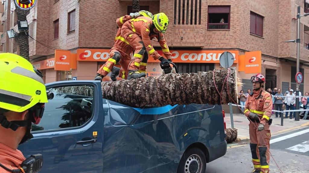 Los bomberos recogen la palmera caída en Torrent esta semana.