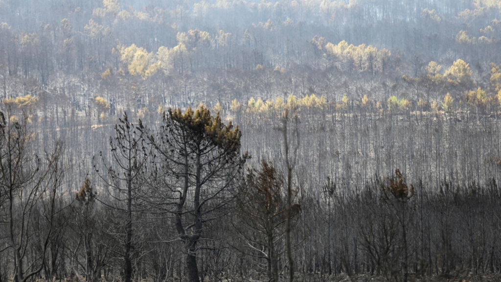 La devastación tras el incendio en la Sierra de la Culebra, a 19 de junio de 2022.