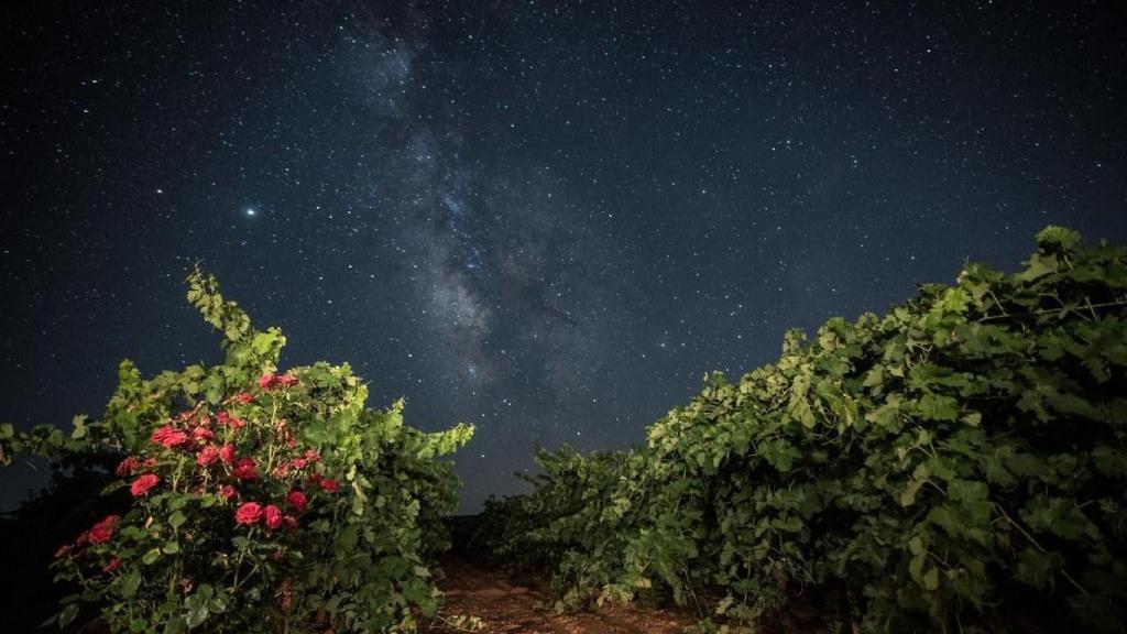 Viñedos Socuéllamos. / Foto: Javier López.