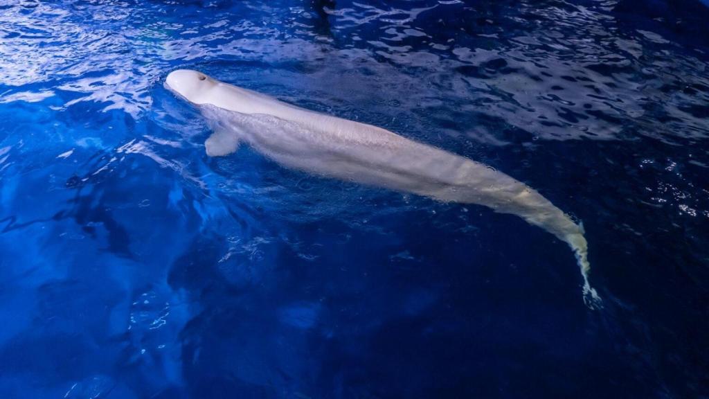 Una de las belugas rescatadas del acuario NEMO de Járkov (Ucrania). Oceanográfic