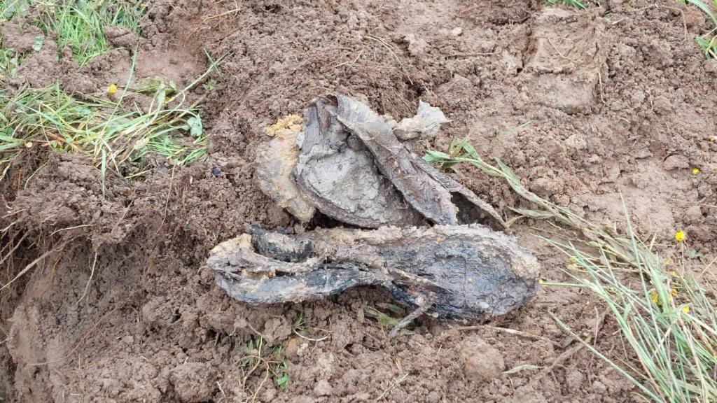 Imagen del calzado encontrado