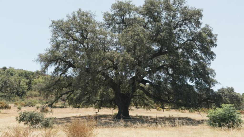 Árbol en El Madroño.