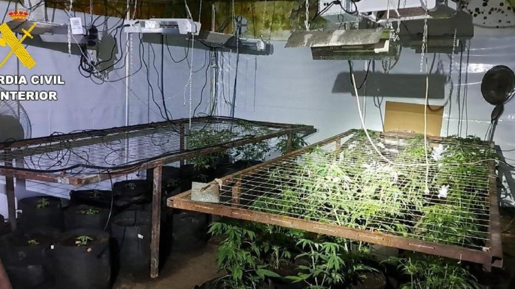 Imagen de la plantación