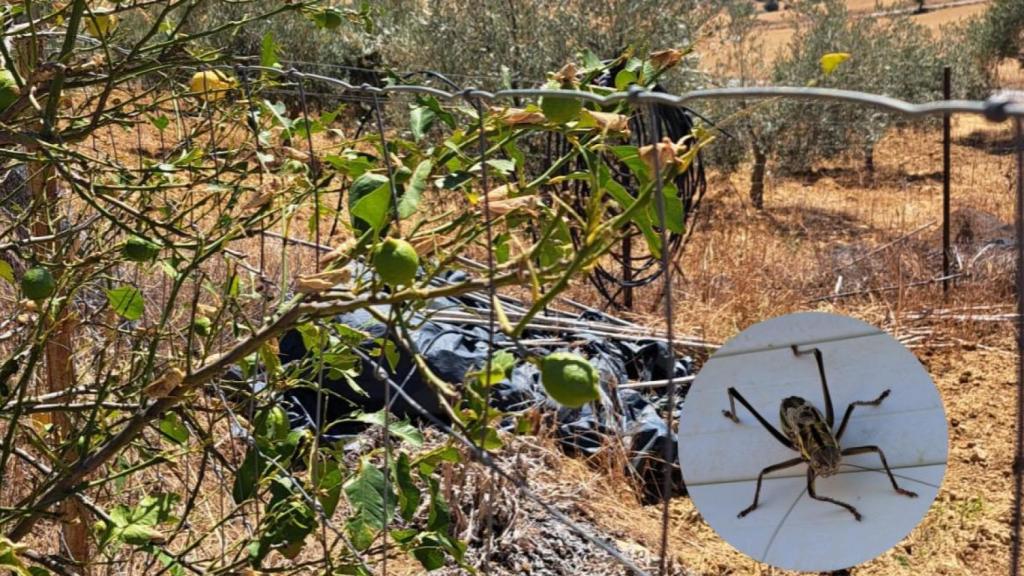 Los insectos que han aparecido en la plaga de Coín, Alozaina y Casarabonela.