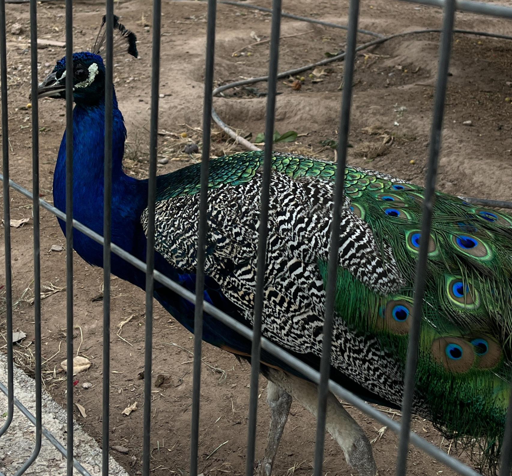 Pavo real, en la granja de Horchatería Vida, en Alboraya (Valencia). Raquel Granell