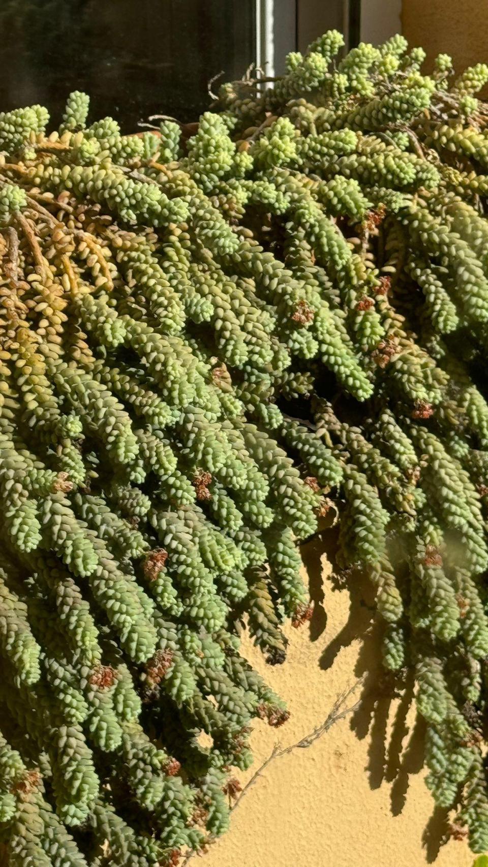 Ponga una Burrito en su alfeizar.