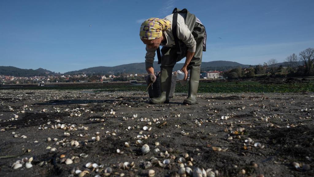 Una mujer coge una cría de almeja en la ensenada de San Simón.