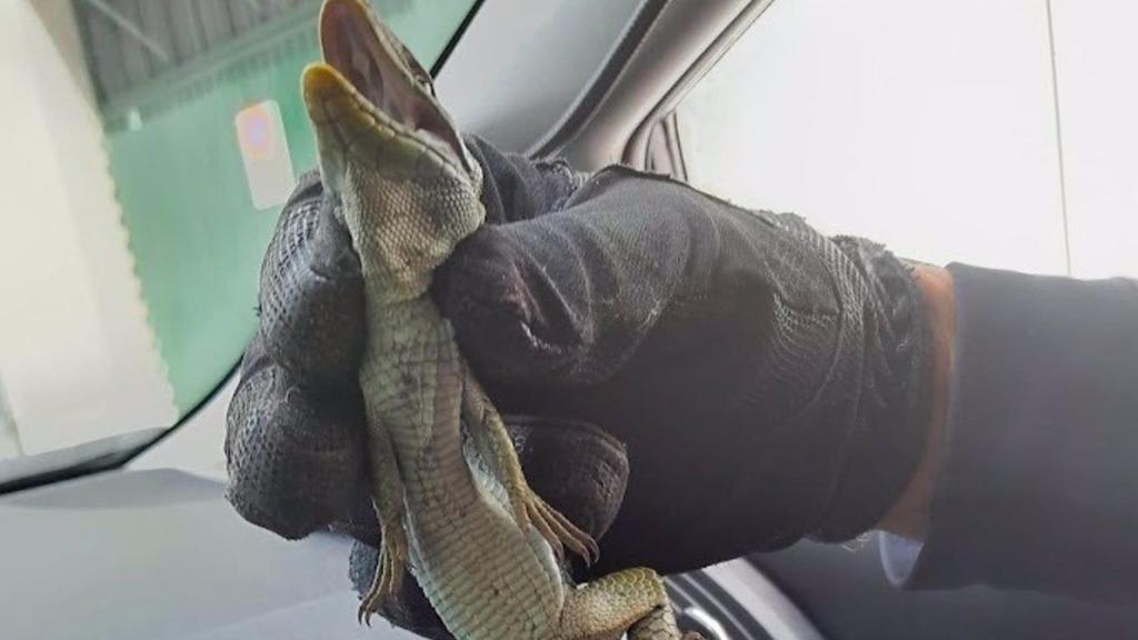Capturan en un edificio de Lugo un lagarto ocelado de 40 centímetros